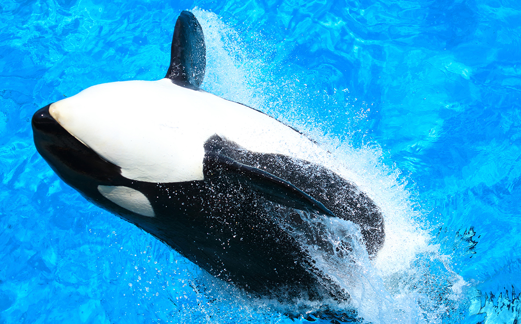 鴨川シーワールド - 水族館