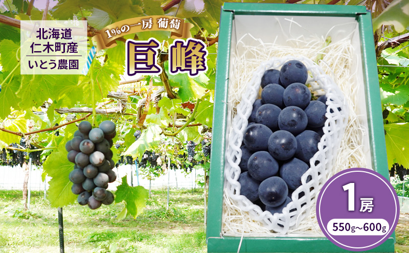 【先行受付／2023年9月出荷】北海道仁木町産 1％の一房 葡萄『 巨峰 』【いとう農園】
