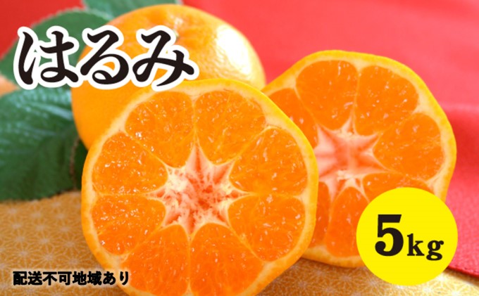 みかん 柑橘 【2024年2月以降発送】甘