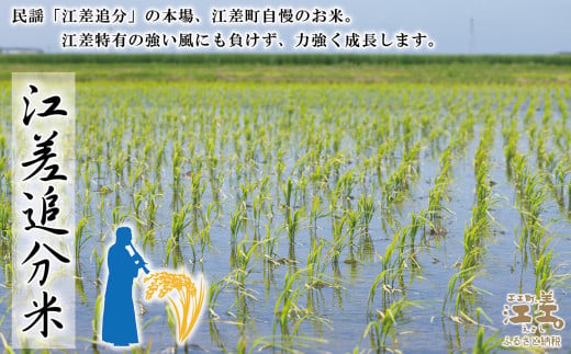 北海道江差町のふるさと納税 【令和6年産新米ふっくりんこ・3か月定期便・配送開始月が選べる】低温保管新鮮米『箱入り娘　ふっくりんこ』　毎月5kg　契約農家栽培　江差追分米　北海道江差町産　ふっくら食感、ここちよい甘さ　北海道のおこめ　精米