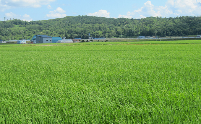 北海道赤平市のふるさと納税 【先行予約2025年産米・11月上旬より順次出荷】北海道赤平産 ななつぼし 10kg (5kg×2袋) 米 北海道 お米 赤平産
