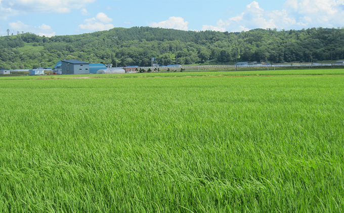 北海道赤平市のふるさと納税 北海道赤平産 ゆめぴりか 5kg 特別栽培米 精米 米 北海道