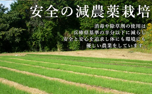 兵庫県淡路市のふるさと納税 【新たまねぎ】今井ファームの淡路島たまねぎ「かくし玉」 5kg【発送時期2025年4月下旬～5月頃】