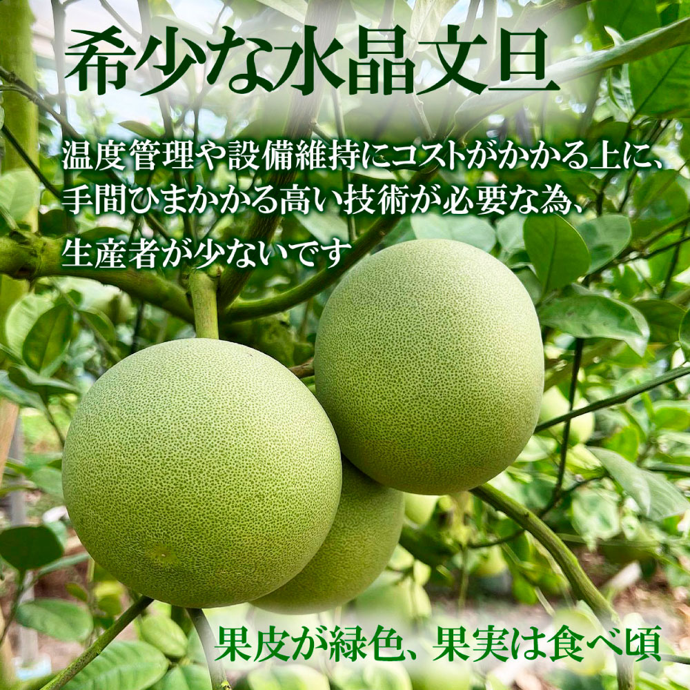 高知県産水晶文旦特選ご贈答用中玉6個入り ぶんたん ブンタン 水晶文旦 果物 柑橘 フルーツ お取り寄せ おいしい 美味しい ギフト 贈答品 贈り物  故郷納税 ふるさとのうぜい 返礼品 高知県 高知 26000円