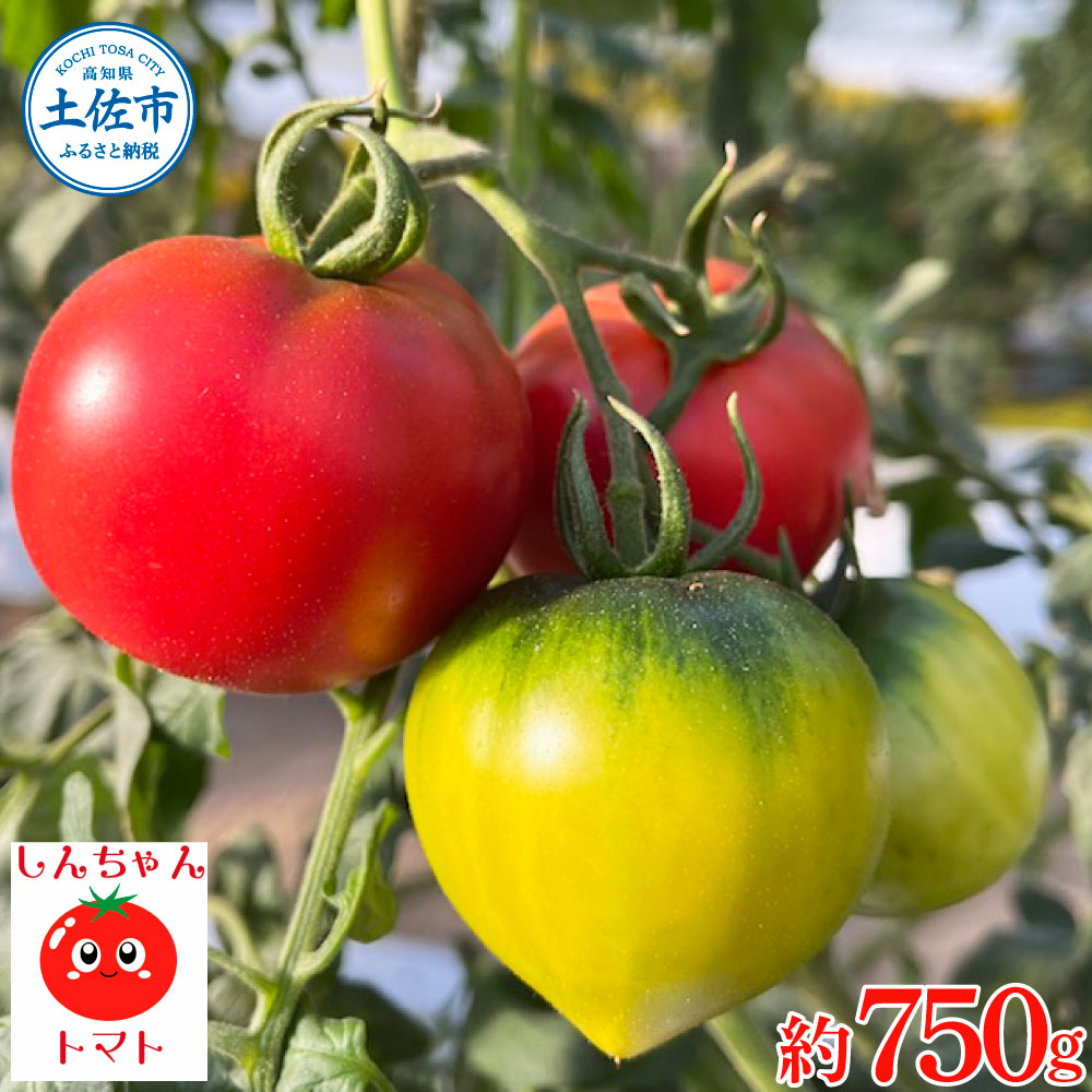 〈先行予約〉 糖度9度以上 フルーツトマト しんちゃんトマト 約750g (小 - 大玉サイズ 18 - 30個) トマト 高糖度 高知県産 ふるーつとまと 甘い 美味しい お取り寄せ
