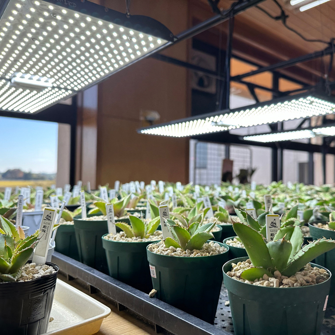 ヘリオス グリーンLED 4個セット Helios Green HG-24