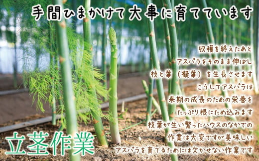 北海道江差町のふるさと納税 【令和7年発送予約】北海道江差町産 アスパラガス 2kg　L～2Lサイズ　朝採り　農家直送　太いのに、やわらかい！　甘くて、ジューシー！　食べ応えばつぐん！　グリーンアスパラガス