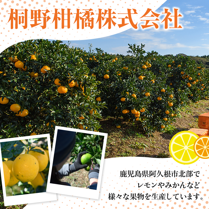 鹿児島県阿久根市のふるさと納税 ＜先行予約受付中！2026年1月上旬以降順次発送＞数量限定！紅さわ香(10kg)国産 果物 柑橘 紅甘夏【桐野柑橘株式会社】akn070-03