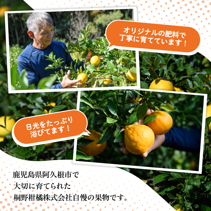 鹿児島県阿久根市のふるさと納税 ＜先行予約受付中！2026年1月上旬以降順次発送＞数量限定！紅さわ香(10kg)国産 果物 柑橘 紅甘夏【桐野柑橘株式会社】akn070-03