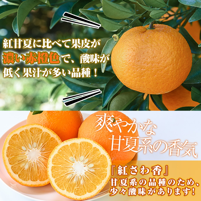 鹿児島県阿久根市のふるさと納税 ＜先行予約受付中！2026年1月上旬以降順次発送＞数量限定！紅さわ香(10kg)国産 果物 柑橘 紅甘夏【桐野柑橘株式会社】akn070-03