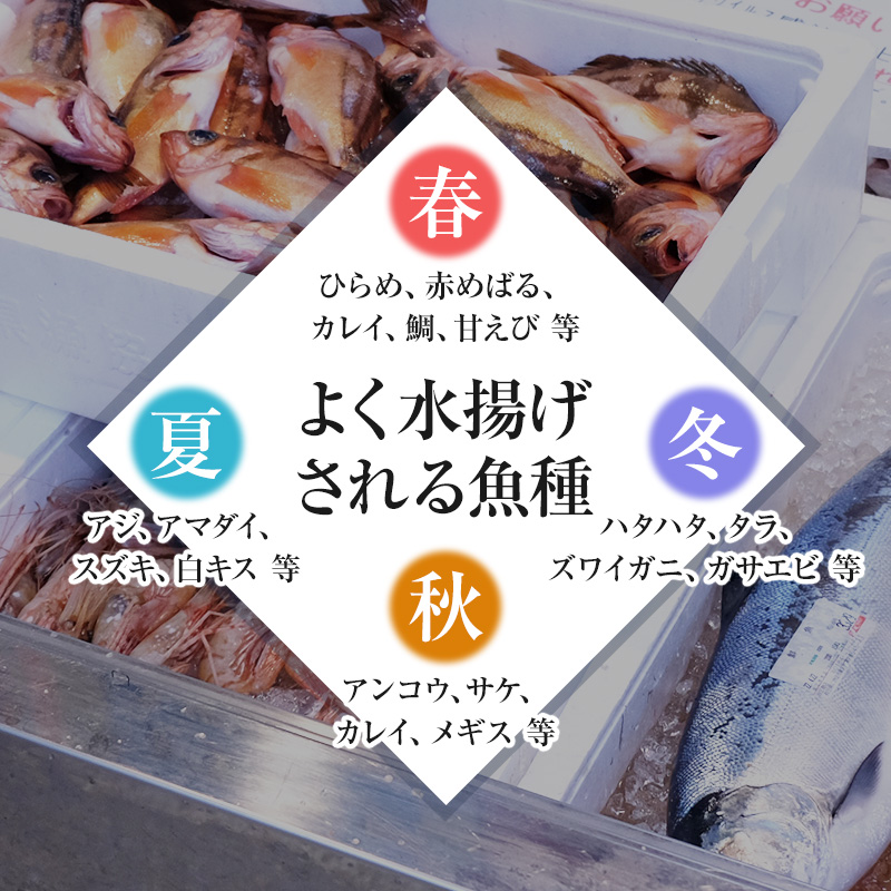 秋田県にかほ市のふるさと納税 開けたらすぐ食べられる日本海の鮮魚詰合せ（2～3人前）(魚介 下処理済み 詰め合わせ セット)