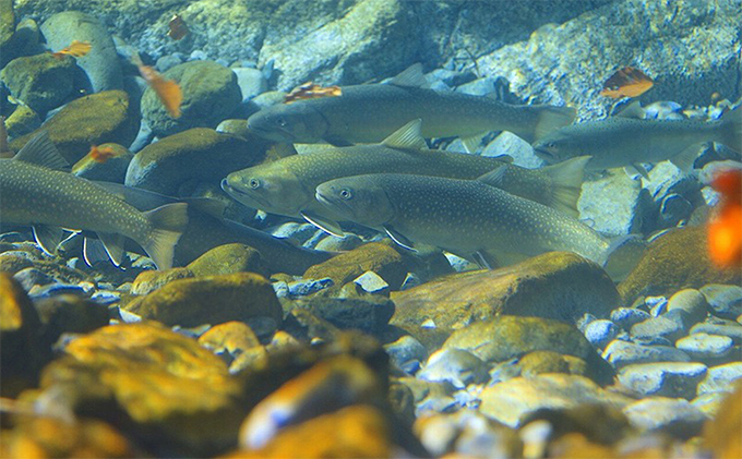 遊漁年券B渓流魚等 チケット