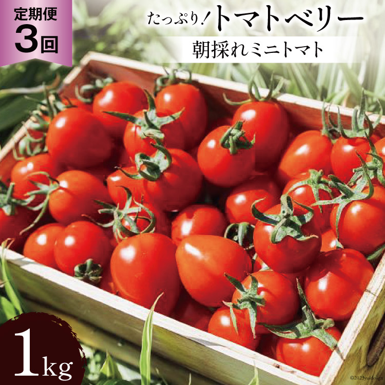 AG140[3回定期便]朝採れミニトマト たっぷり!トマトベリー 1kg
