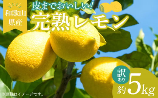 ya̎RLcS󒬁zEA6023n_y󂠂Eƒpzn  5kg ܂Ŏgp\i͔|Ԓ_sgpj