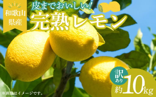 ya̎RLcS󒬁zEA6025n_y󂠂Eƒpzn  10kg ܂Ŏgp\i͔|Ԓ_sgpj