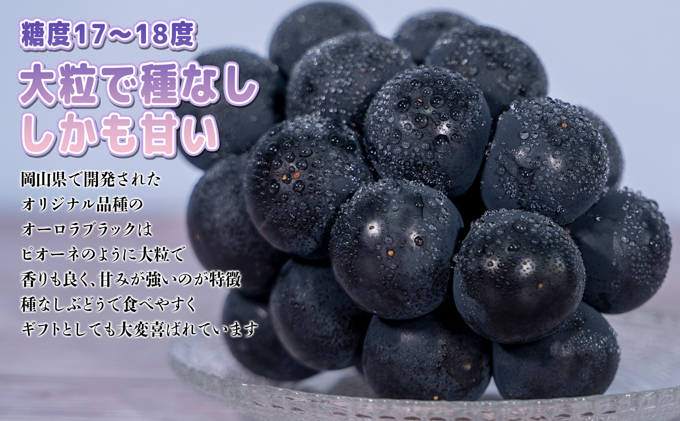 ぶどう 2024年 先行予約 オーロラブラック 2房 1房 500g～600g 贈答用