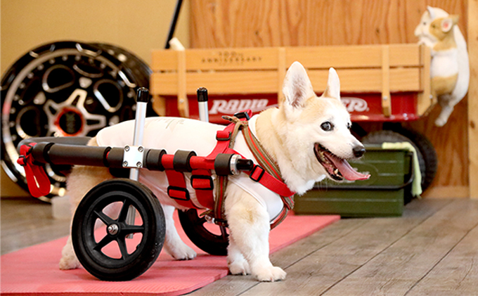 犬用の二輪車椅子