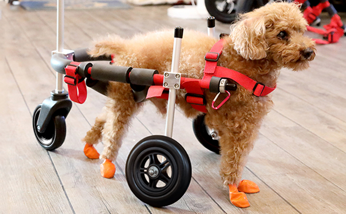 小型犬用三輪車椅子（背丈23～35cm　体重8キロ以下） 【!寄附前に事業者へ相談必要!】