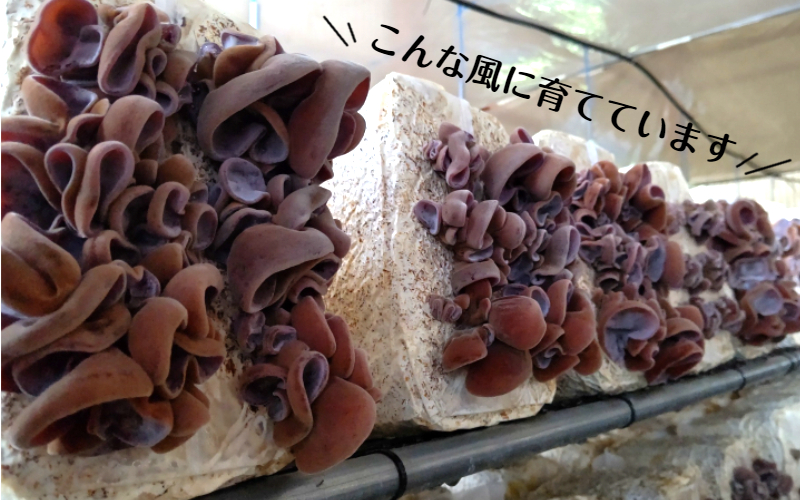 業務用乾燥きくらげ LLサイズ 450ｇ×1袋_2149R / 大分県国東市