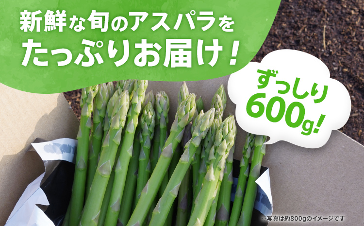 春芽アスパラ500グラム（2L〜3Lサイズ） - 野菜