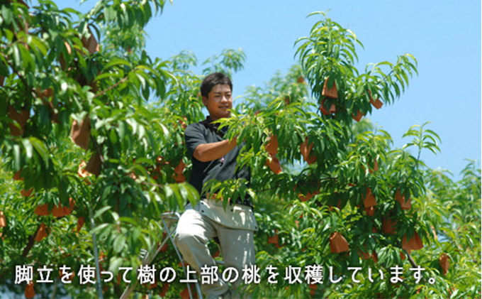 岡山県瀬戸内市のふるさと納税 桃 2024年 先行予約 白桃 早生種 約1.3kg  5～6玉 もも モモ 岡山県産 国産 フルーツ 果物 ギフト