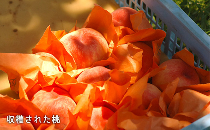 岡山県里庄町のふるさと納税 桃 2024年 先行予約 白桃 晩生種 大玉 約2.2kg 6～7玉 もも モモ 岡山県産 国産 フルーツ 果物 ギフト