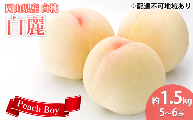  桃 先行予約 白麗 約1.5kg 5～6玉 白桃 フルーツ 果物 岡山 2023年