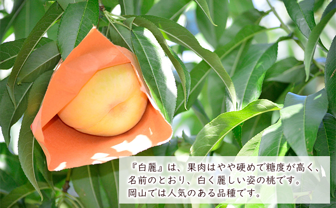 2025年先行予約】 桃 岡山県産 白麗 ( 白桃 ) 約1.5kg (5~6 2025年先行予約】 桃 岡山県産 白麗 ( 白桃 ) 約1.5kg (5~6