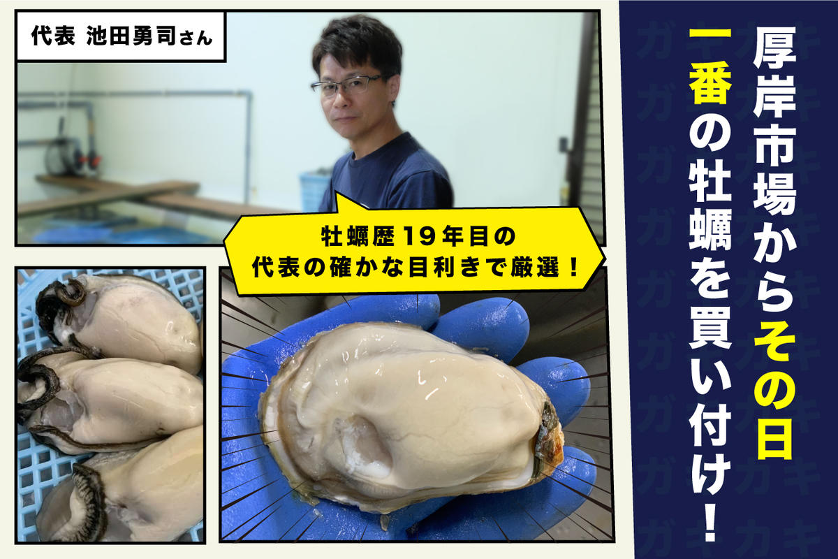北海道厚岸町のふるさと納税 北海道厚岸産 牡蠣 Lサイズ 1ダース（12個入り） 生食用