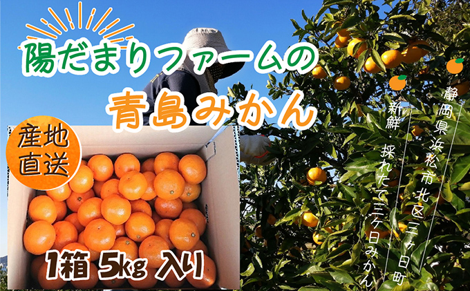 先行予約【2025年1月上旬より順次発送】陽だまりファーム 三ヶ日 青島 みかん 5kg 1箱 果物 柑橘類 フルーツ 三ヶ日みかん 濃厚 熟成 コク  高級ブランドみかん 産地直送 / 静岡県浜松市 | セゾンのふるさと納税