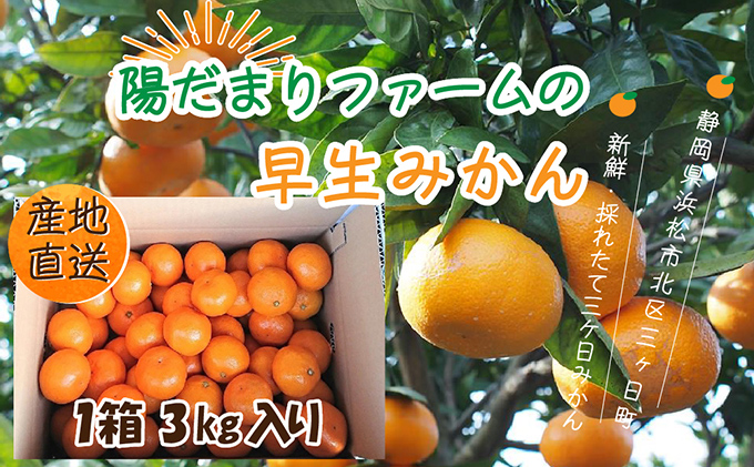 先行予約【2025年11月中旬より順次発送】陽だまりファームの早生 先行予約【2025年11月中旬より順次発送】陽だまりファームの早生