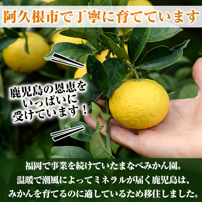 鹿児島県阿久根市のふるさと納税 ＜先行予約受付中！2026年2月上旬以降順次発送予定＞まなべみかん園の紅八朔(約10kg) 国産 鹿児島県産 阿久根市産 柑橘類 みかん ミカン 蜜柑 果物 フルーツ べにはっさく 期間限定 数量限定 贈答用 ギフト デザート【有限会社まなべみかん園】a-16-64-z