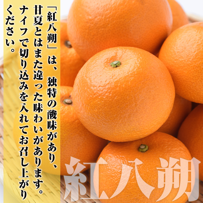 鹿児島県阿久根市のふるさと納税 ＜先行予約受付中！2026年2月上旬以降順次発送予定＞まなべみかん園の紅八朔(約10kg) 国産 鹿児島県産 阿久根市産 柑橘類 みかん ミカン 蜜柑 果物 フルーツ べにはっさく 期間限定 数量限定 贈答用 ギフト デザート【有限会社まなべみかん園】a-16-64-z