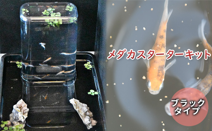メダカスターターキット アクアリュウムタワー ブラック（愛知県愛西市） ふるさと納税サイト「ふるさとプレミアム」