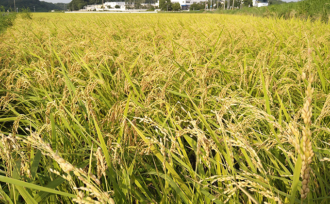 静岡県浜松市のふるさと納税 【2024年11月中旬より順次発送】雄踏ファームカモ産「みつばちまもる米」特選コシヒカリ2kgにこまる2kgセット ブランド米 銘柄米 お弁当 特別栽培米 冷めても美味しい 産地直送 国産 食べ比べ