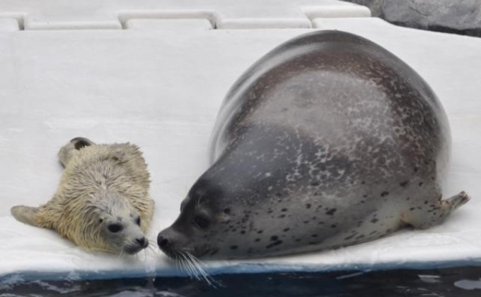 秋田県男鹿市のふるさと納税 男鹿水族館GAOペア入館券 チケット 入場券 優待券