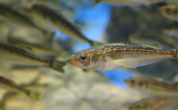 秋田県男鹿市のふるさと納税 男鹿水族館GAOペア入館券 チケット 入場券 優待券