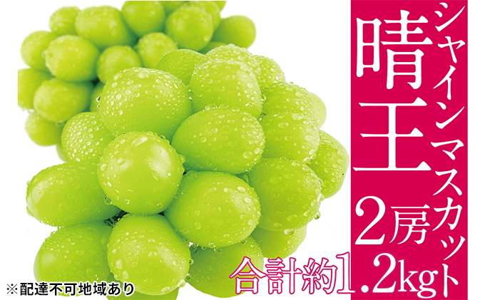 8月3日収穫！ 岡山県産 シャインマスカット 晴王 1.2kg 通販