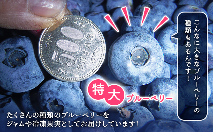 北海道南富良野町のふるさと納税 自家農園産・冷凍ブルーベリー1kg（500g×2袋）