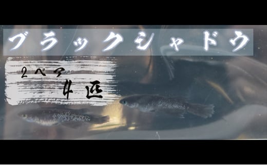 【茨城県常総市】下総めだかの学校厳選!ブラックシャドウ 2ペア4匹 生き物 鑑賞