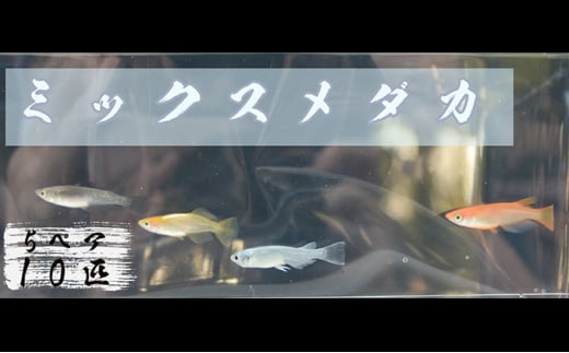 【茨城県常総市】下総めだかの学校厳選!ミックスメダカ 5ペア10匹 生き物 鑑賞