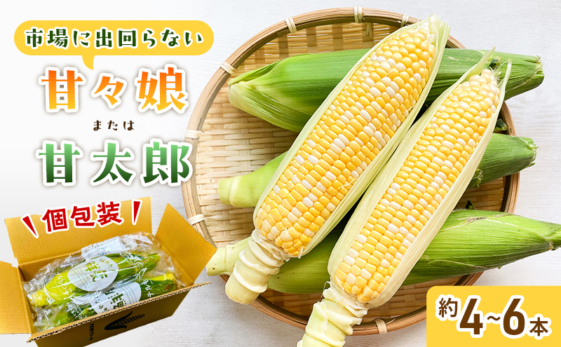 とうもろこし 先行予約 甘々娘 または 甘
