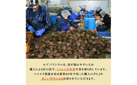 北海道登別市のふるさと納税 極上 エゾバフンウニ 100g（パック詰）