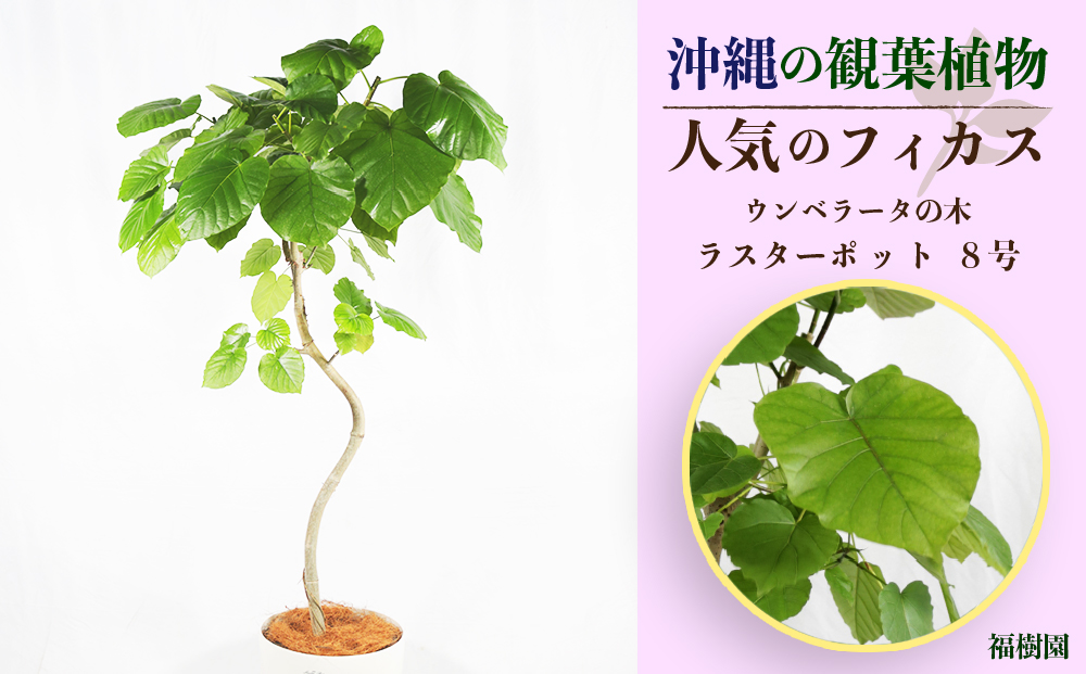 沖縄の観葉植物 人気のフィカス ウンベラータ8号 ラスターポット