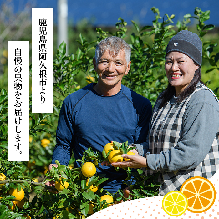 鹿児島県阿久根市のふるさと納税 ＜先行予約受付中！2026年1月上旬以降順次発送＞数量限定！紅さわ香(10kg)国産 果物 柑橘 紅甘夏【桐野柑橘株式会社】akn070-03
