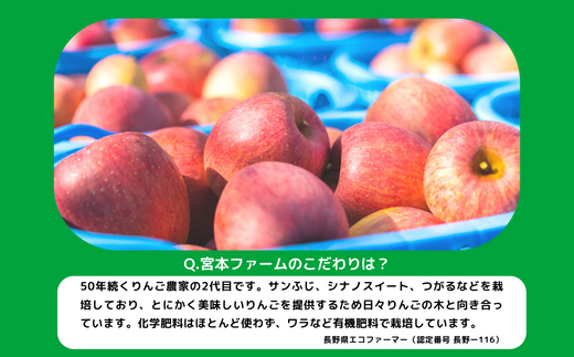 りんご サンつがる 訳あり 10kg 令和7年度収穫分 沖縄県への配送 りんご サンつがる 訳あり 10kg 令和7年度収穫分 沖縄県への配送