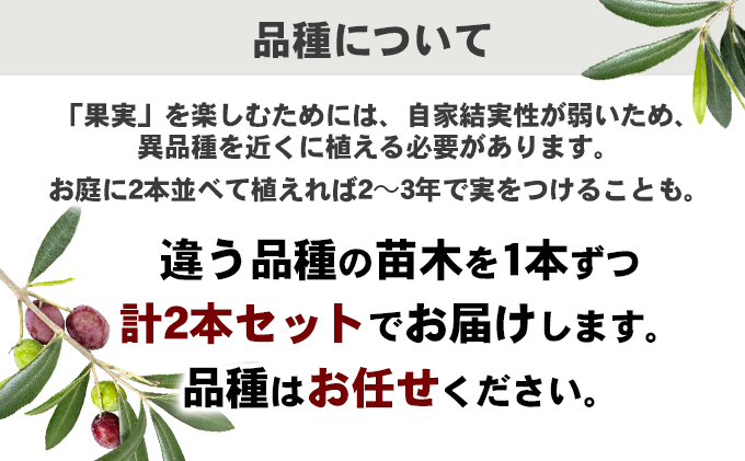 調整 価格 ふるさと納税 瀬戸内のオリーブ苗木2本セット 香川県土庄町