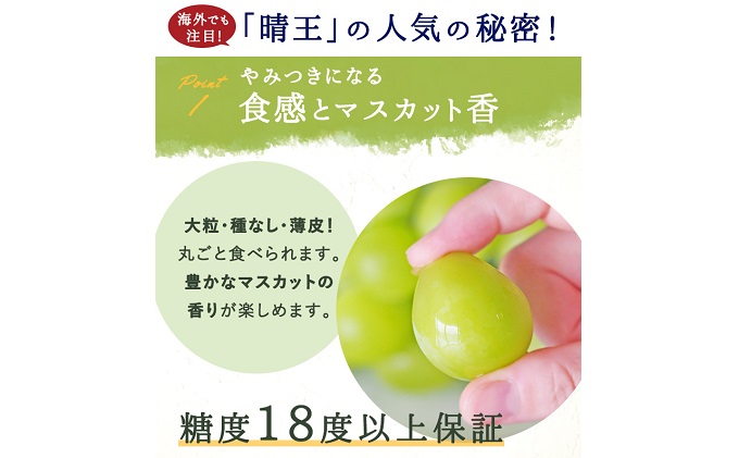 岡山県玉野市のふるさと納税 ぶどう 2025年 先行予約 シャイン マスカット 晴王 3～5房 2kg前後 （10月上旬～11月下旬発送分） ブドウ 葡萄  岡山県産 国産 フルーツ 果物 ギフト 岡山のブドウ デザート 食べ物 日本産