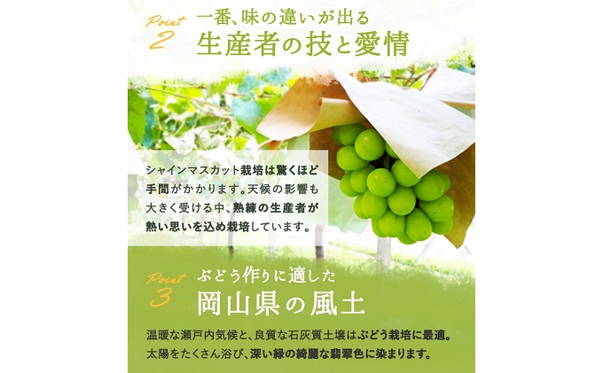 岡山県玉野市のふるさと納税 ぶどう 2025年 先行予約 シャイン マスカット 晴王 3～5房 2kg前後 （10月上旬～11月下旬発送分） ブドウ 葡萄  岡山県産 国産 フルーツ 果物 ギフト 岡山のブドウ デザート 食べ物 日本産
