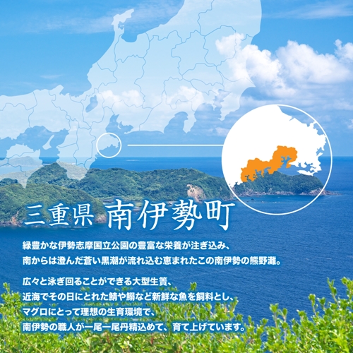 三重県南伊勢町のふるさと納税 【No.515】（冷凍） 本まぐろ 赤身 ねぎトロ 詰め合わせ２～３人前 伊勢志摩まぐろ食堂 ／ 本鮪 専門店 お刺身専用 粗びき塩 三重県 南伊勢町